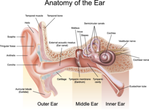 anatomy of the ear